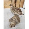 Image 5 : Sharp Tail Grouse Full Body Bird Taxidermy
