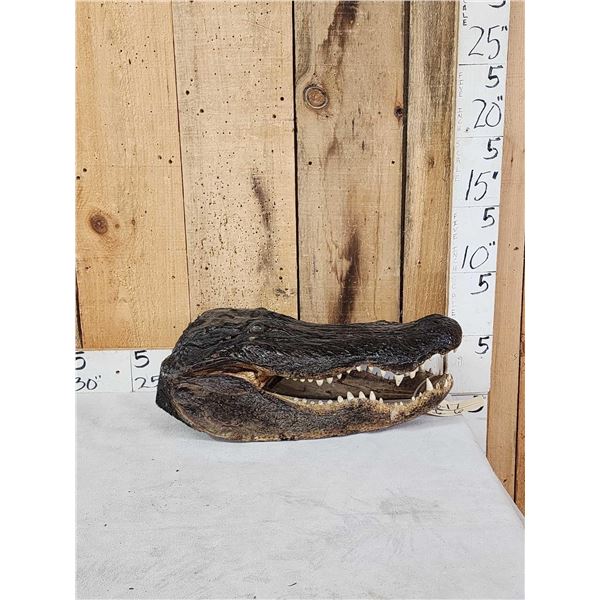 XL Alligator Head Taxidermy