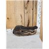 Image 1 : XL Alligator Head Taxidermy