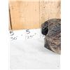 Image 2 : XL Alligator Head Taxidermy