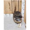 Image 3 : XL Alligator Head Taxidermy