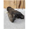 Image 6 : XL Alligator Head Taxidermy