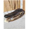 Image 7 : XL Alligator Head Taxidermy