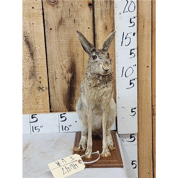 Jack Rabbit Full Body Taxidermy Mount