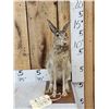 Image 1 : Jack Rabbit Full Body Taxidermy Mount