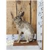 Image 2 : Jack Rabbit Full Body Taxidermy Mount