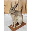 Image 3 : Jack Rabbit Full Body Taxidermy Mount