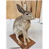 Image 4 : Jack Rabbit Full Body Taxidermy Mount