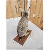 Image 5 : Jack Rabbit Full Body Taxidermy Mount
