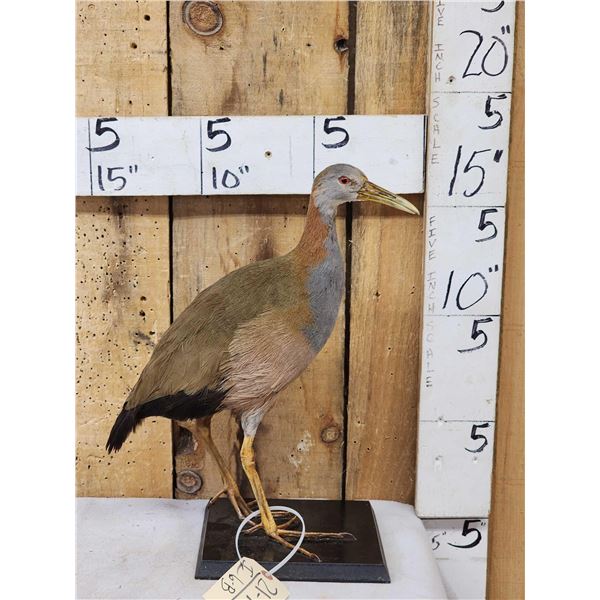 Giant Wood Rail Full Body Bird Taxidermy