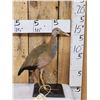 Image 1 : Giant Wood Rail Full Body Bird Taxidermy