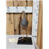 Image 2 : Giant Wood Rail Full Body Bird Taxidermy