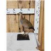 Image 3 : Giant Wood Rail Full Body Bird Taxidermy