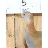Image 4 : Giant Wood Rail Full Body Bird Taxidermy