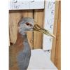 Image 5 : Giant Wood Rail Full Body Bird Taxidermy