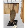 Image 6 : Giant Wood Rail Full Body Bird Taxidermy