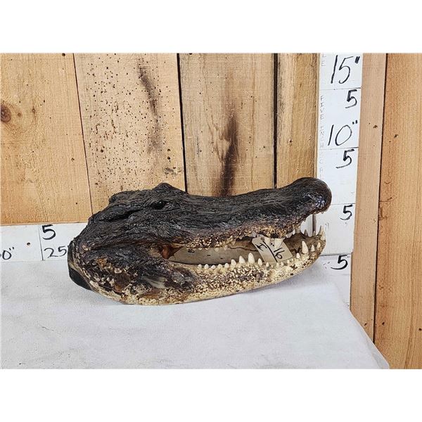 XL Alligator Head Taxidermy
