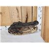 Image 1 : XL Alligator Head Taxidermy