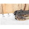 Image 2 : XL Alligator Head Taxidermy
