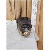 Image 3 : XL Alligator Head Taxidermy