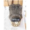 Image 4 : XL Alligator Head Taxidermy