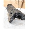 Image 6 : XL Alligator Head Taxidermy