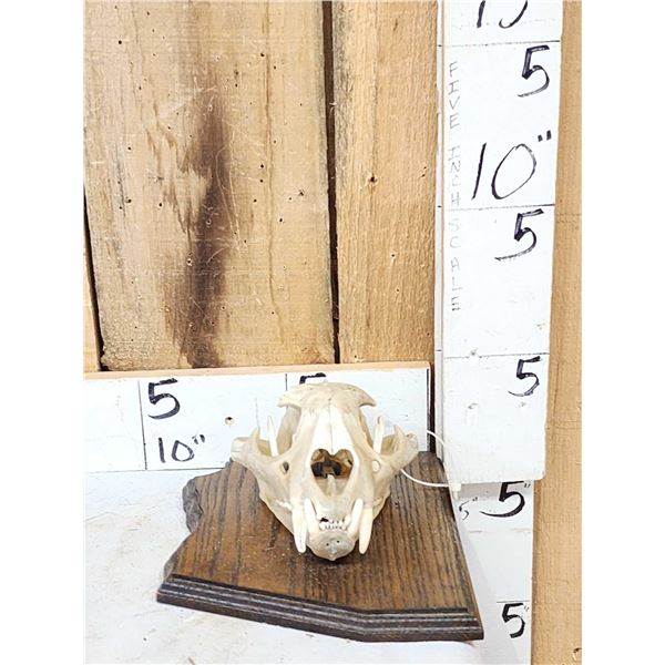 Big Mountain Lion Cougar Skull Taxidermy