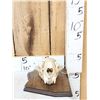 Image 1 : Big Mountain Lion Cougar Skull Taxidermy