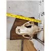Image 2 : Big Mountain Lion Cougar Skull Taxidermy