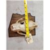Image 3 : Big Mountain Lion Cougar Skull Taxidermy