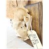 Image 4 : Big Mountain Lion Cougar Skull Taxidermy