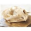 Image 5 : Big Mountain Lion Cougar Skull Taxidermy