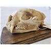 Image 6 : Big Mountain Lion Cougar Skull Taxidermy