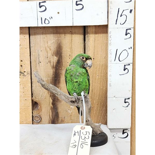 Red Fronted Or Jardine's Parrot Full Body Bird Taxidermy