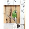 Image 1 : Red Fronted Or Jardine's Parrot Full Body Bird Taxidermy