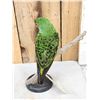 Image 3 : Red Fronted Or Jardine's Parrot Full Body Bird Taxidermy
