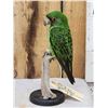 Image 4 : Red Fronted Or Jardine's Parrot Full Body Bird Taxidermy
