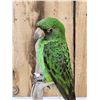 Image 5 : Red Fronted Or Jardine's Parrot Full Body Bird Taxidermy