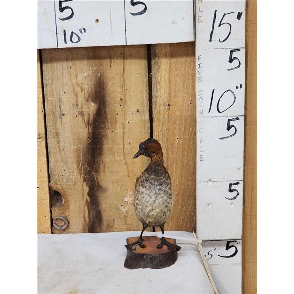 Little Grebe Full Body Bird Taxidermy