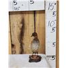 Image 1 : Little Grebe Full Body Bird Taxidermy