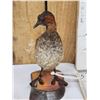 Image 2 : Little Grebe Full Body Bird Taxidermy