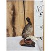 Image 3 : Little Grebe Full Body Bird Taxidermy