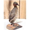Image 4 : Little Grebe Full Body Bird Taxidermy