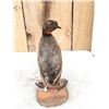 Image 5 : Little Grebe Full Body Bird Taxidermy