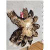 Image 1 : 10 Cross Ranch Fox Tails Taxidermy