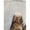 Image 4 : 10 Cross Ranch Fox Tails Taxidermy
