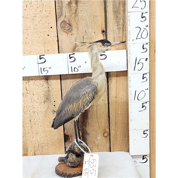 Whistling Heron Full Body Bird Taxidermy