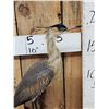 Image 2 : Whistling Heron Full Body Bird Taxidermy