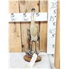 Image 3 : Whistling Heron Full Body Bird Taxidermy