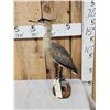 Image 4 : Whistling Heron Full Body Bird Taxidermy